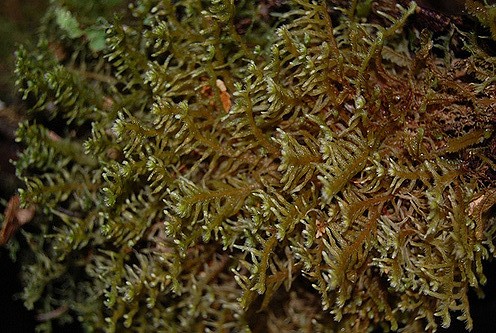 Представитель Семейства Lepicoleaceae